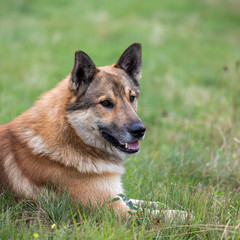 portrait of happy dog