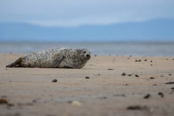 Fototapeta na wymiar Common Seal, Harbor, Phoca vitulina, resting on the sand with colourful background near findhorn bay in Scotland during December.