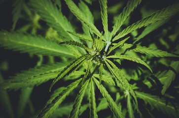 Fototapeta na wymiar A branch of hemp bush close-up. Shrub young hemp on a bright summer day. Cannabis is a standoff between a drug and a medicine. Plant addictive