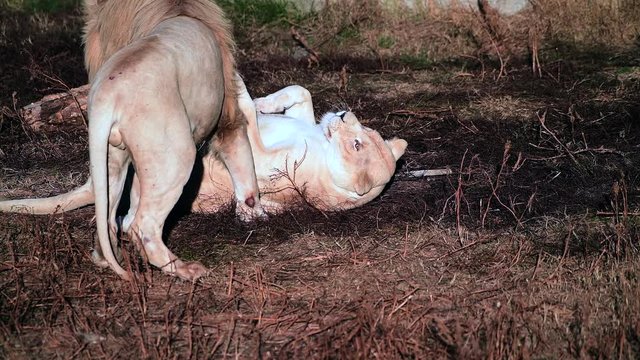 4k Video footage of Lions Pride hunting during morning sunrise, Safari in National Park in Africa