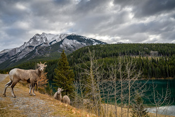 Bighorn sheep (Ovis canadensis) in the landscape at Two Jack Lake, Banff National Park, Alberta, Canada