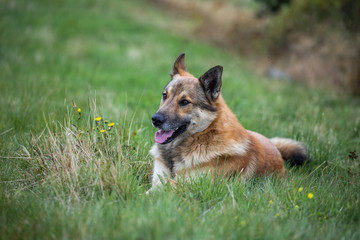 dog shepherd lying on the grass