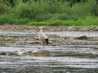 white stork in its natural habitat. A stork walks down the river in search of food