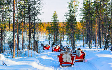 Fototapeta premium People on Reindeer sleigh in Finland in Rovaniemi at Lapland farm. Family on Christmas sledge at winter sled ride safari with snow Finnish Arctic north pole. Fun with Norway Saami animals.