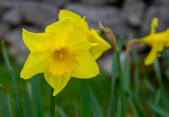 Fototapeta na wymiar Garden Flowers - Springtime in Ireland