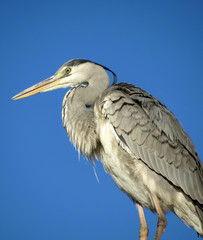 great blue heron