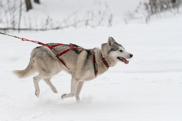 Sled dog racing. Husky sled dogs team in harness run and pull dog driver. Winter sport championship competition. © TRAVELARIUM
