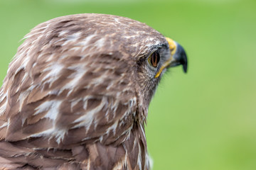 Headshot portrait of golden eagle bird of pray with blurred background. Selective focus