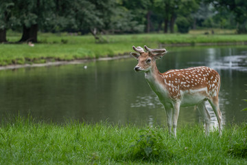 Deer
