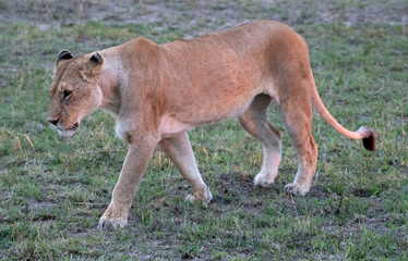 Lioness in morning sun
