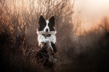 Fototapeta na wymiar border collie dog beautiful portrait magic light