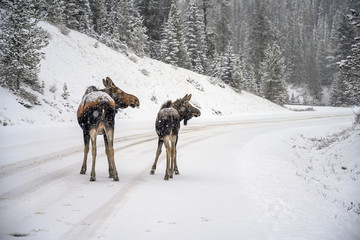 Fototapeta na wymiar Moose (Alces alces) in Jasper National Park, Alberta, Canada