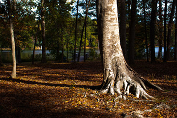 Deeply rooted tree in the forest beside a lake.