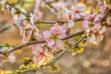 Obraz premium Almond blossoms in Israel. Landscape