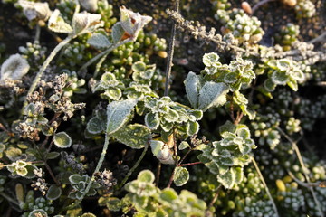 Raureif auf kleinen Blättern und Ästchen im Garten