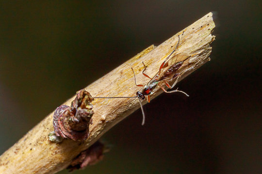 Schwarze Schlupfwespe (Pimpla rufipes)