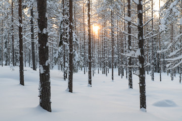 Fototapeta premium Beautiful winter landscape: forest covered by snow