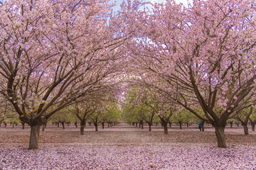 Alley in the pink blooming almond grove. Spring landscape in Israel