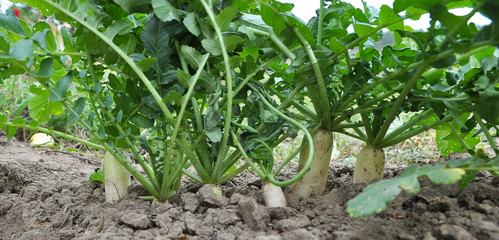 Daikon radish grows in organic open ground