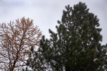 Larch tree with small brown leaves in the fall forest. Autumn background with dark sky. Nature landscape