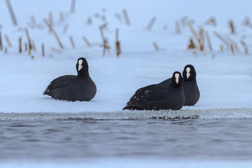 eurasian coot  in winter