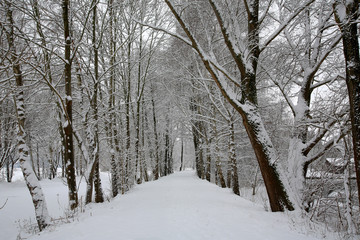 Baumallee im Winter, Bayern, Deutschland, Europa