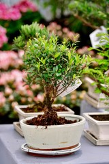 green plant in a pot