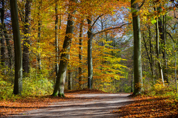 Laubbäume im Herbst mit Weg, Bayern, Deutschland, Europa