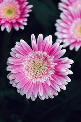 Fototapeta premium pink gerbera flower