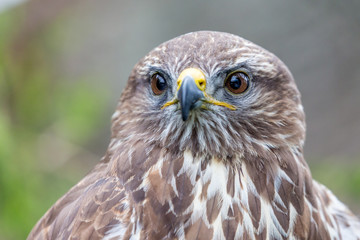 Headshot portrait of golden eagle bird of pray with blurred background. Selective focus