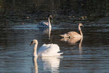Fototapeta premium Adult swan and cub on the water surface of the lake.