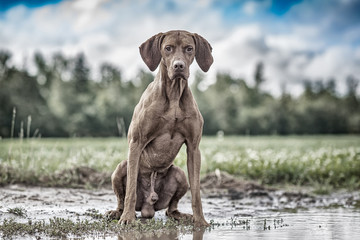 Portrait of a hunting gundog dog in the meadow. Processed in retro style.