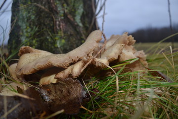 Fungus