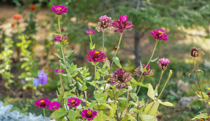 flowers in the garden