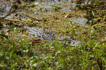 Alligator in the swamp