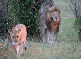 Male lion with lioness