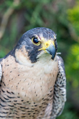 Close-up portrait of beautiful Common Kestrel, Latin Falco Tinnunculus, posing outside, blurred background in moody day. Small bird of Prey. Looking semi-sideways