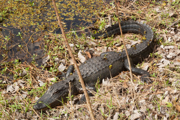 Alligator in the swamp