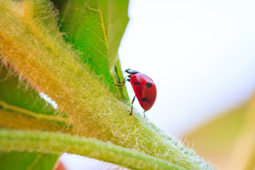 Macro of ladybug on a blade of grass in the morning sun Ladybug - bug. Natural insecticide that destroys pests of crops. A closeup of a ladybug.