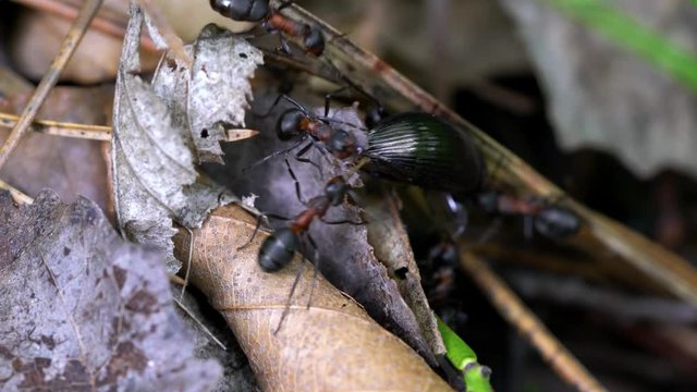 Ants carry killed bug in anthill - (4K)