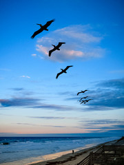 Soaring Sea Birds