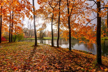 Golden autumn (fall) in Alexander park, Tsarskoe Selo (Pushkin), Saint Petersburg, Russia