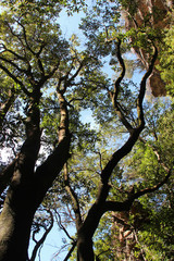Fototapeta premium trees in the blue mountains (australia)