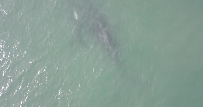 Baleia Franca Animais Aqu&aacute;ticos Florian&oacute;polis Santa Catarina