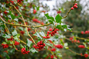 holly berries on branch