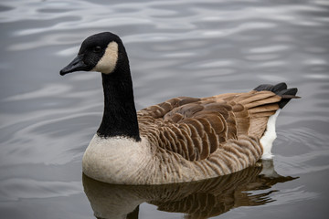 Obraz premium canada goose on water