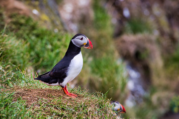 Beautifull Puffins on the Latrabjarg cliffs, a promontory and the westernmost point in Iceland. Home to millions of puffins, gannets, guillemots and razorbills. West Fjords, Iceland