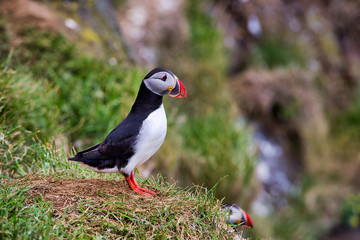 Beautifull Puffins on the Latrabjarg cliffs, a promontory and the westernmost point in Iceland. Home to millions of puffins, gannets, guillemots and razorbills. West Fjords, Iceland