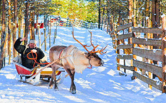 Man on Reindeer sleigh in Finland in Rovaniemi at Lapland farm. Person on Christmas sledge at winter sled ride safari with snow Finnish Arctic north pole. Fun with Norway Saami animals