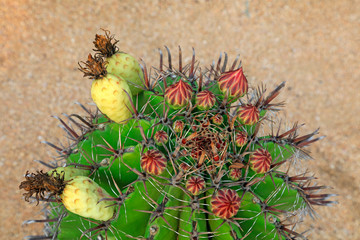 Cactus plants Ferocactus peninsulae